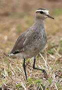 Sociable Lapwing