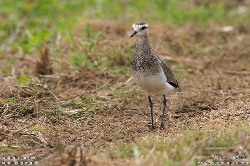 Sociable LapwingFirst year, identification