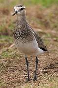 Sociable Lapwing