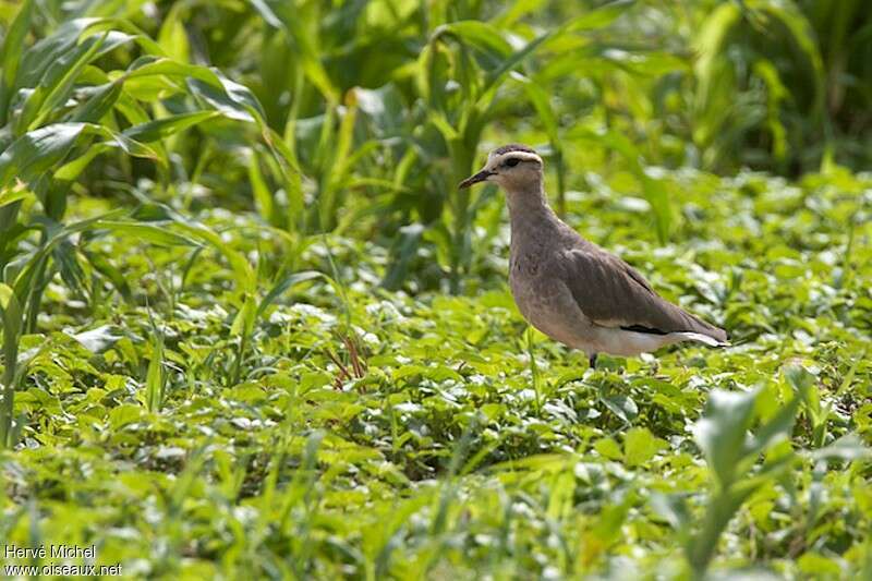 Sociable Lapwingadult post breeding, identification