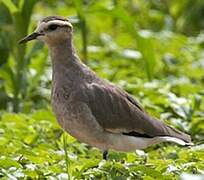 Sociable Lapwing