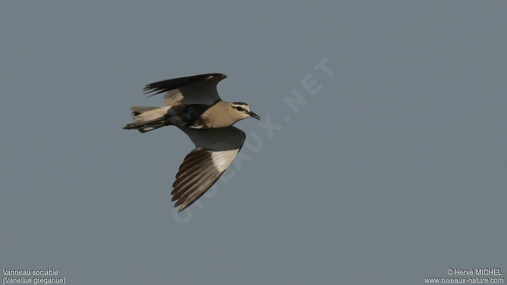 Sociable Lapwing female adult breeding