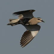 Sociable Lapwing