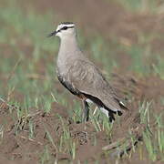 Sociable Lapwing