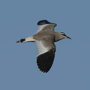 Sociable Lapwing