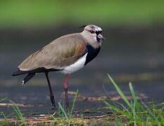 Southern Lapwing