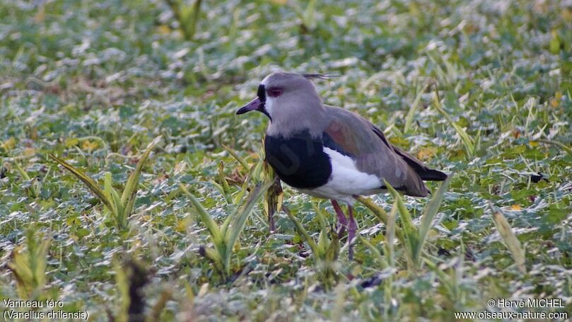 Southern Lapwing