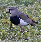 Southern Lapwing