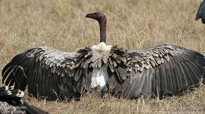 White-backed Vulture