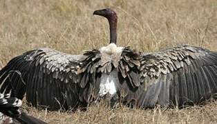 White-backed Vulture