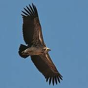 White-backed Vulture