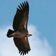 White-backed Vulture