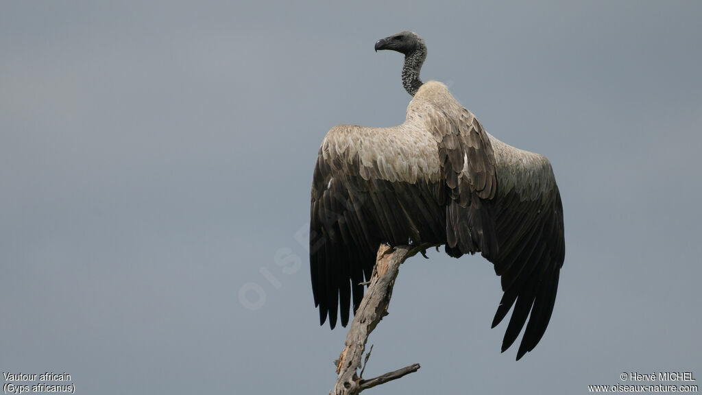 White-backed Vulture