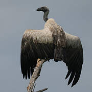Vautour africain