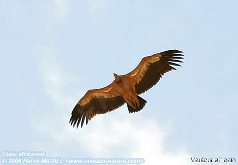 White-backed Vulture