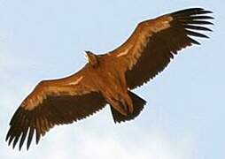 White-backed Vulture