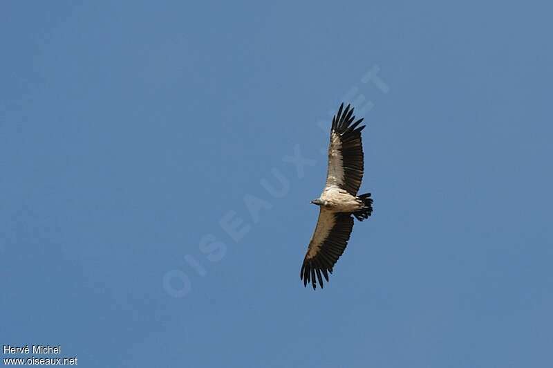 White-backed Vultureadult, Flight