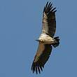 Vautour africain