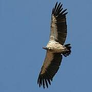 White-backed Vulture