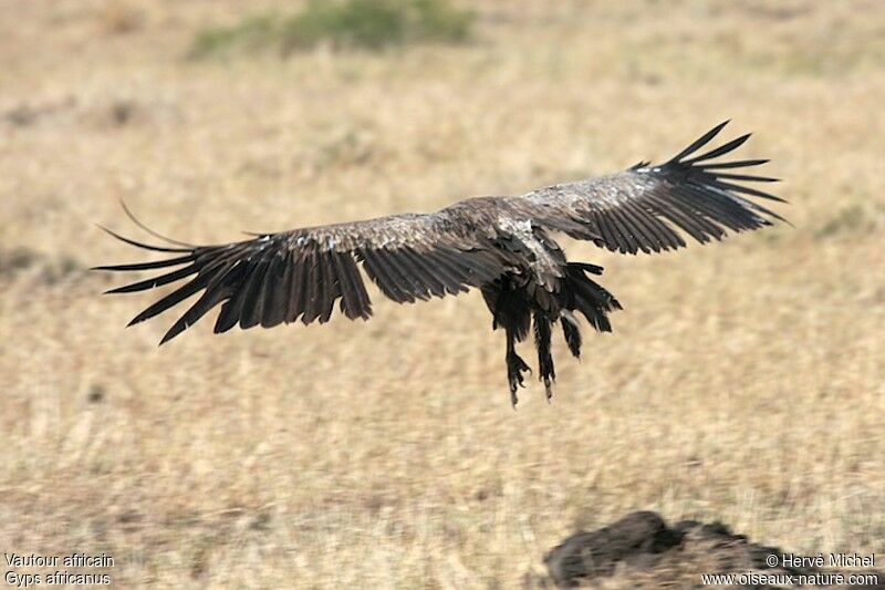 White-backed Vulture