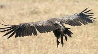 White-backed Vulture