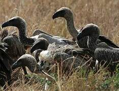 White-backed Vulture