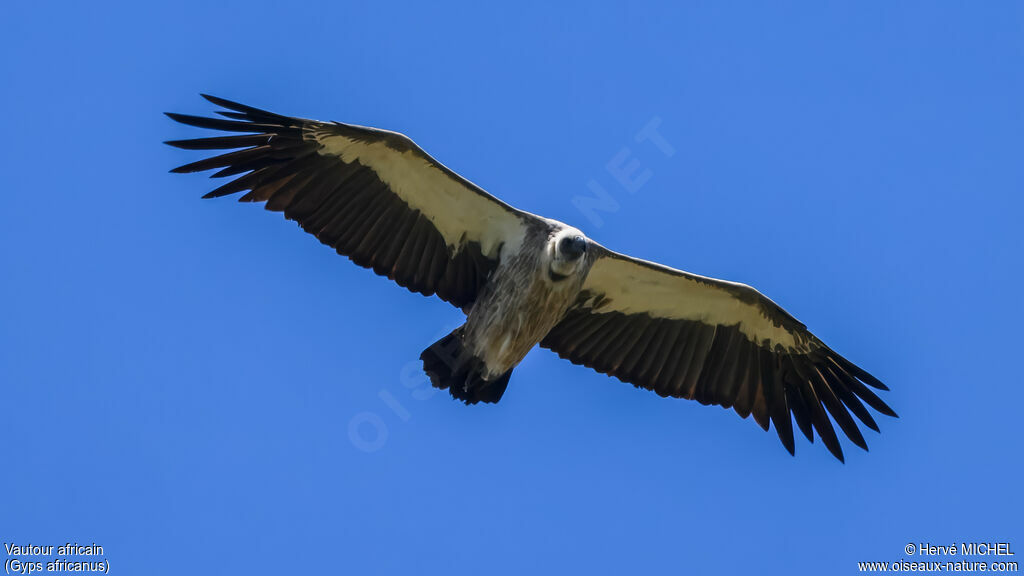 Vautour africainadulte