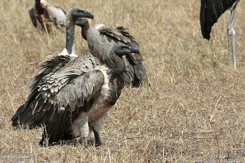 White-backed Vulture