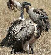 White-backed Vulture