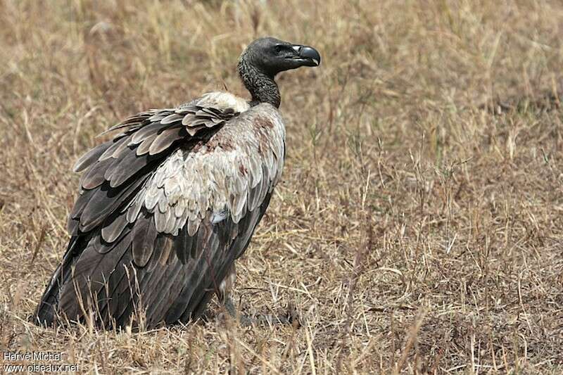 Vautour africainadulte, identification