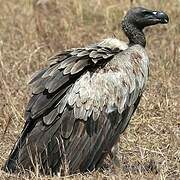 White-backed Vulture