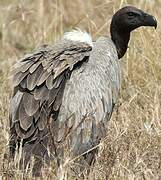 White-backed Vulture