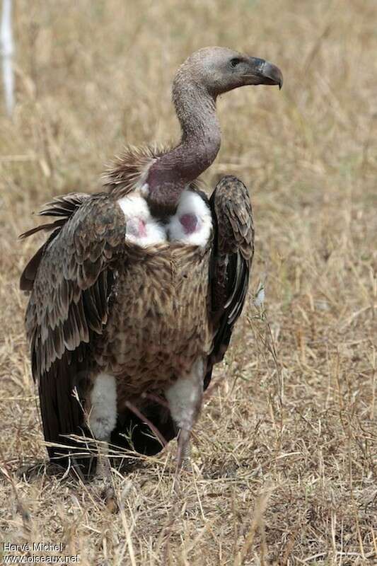 Vautour africainimmature, pigmentation, Comportement