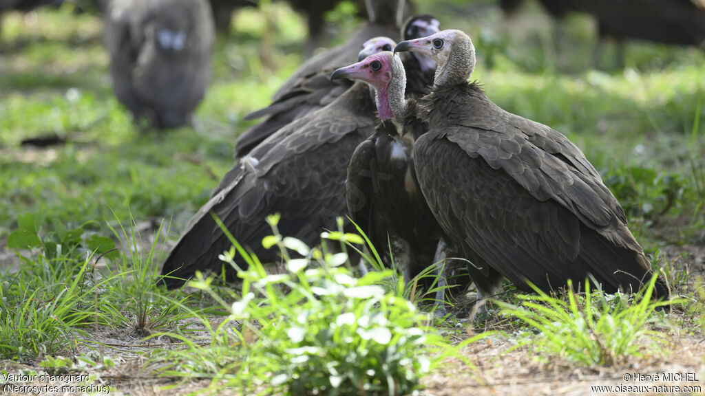 Hooded Vulture