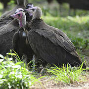 Hooded Vulture