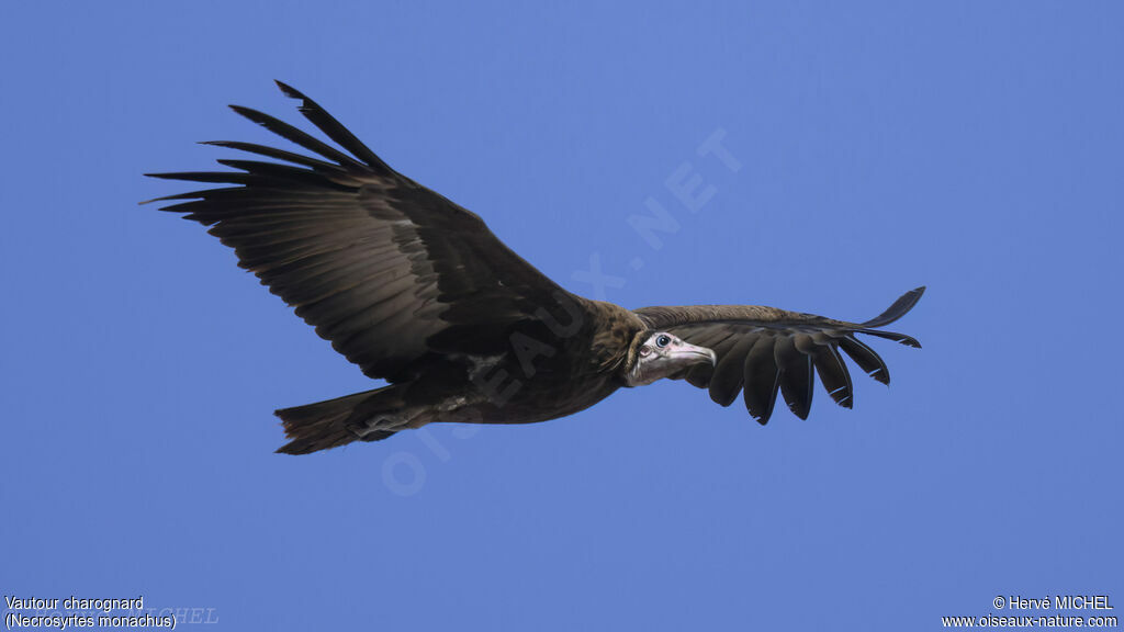 Hooded Vulture