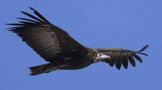 Hooded Vulture