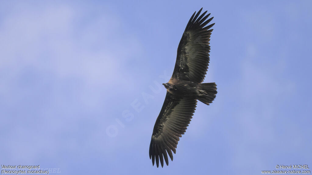 Hooded Vulture