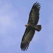 Hooded Vulture