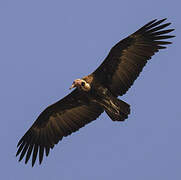 Hooded Vulture