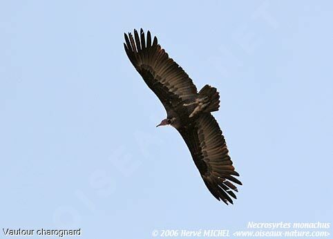 Vautour charognard