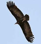 Hooded Vulture