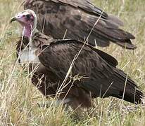 Hooded Vulture