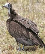 Hooded Vulture