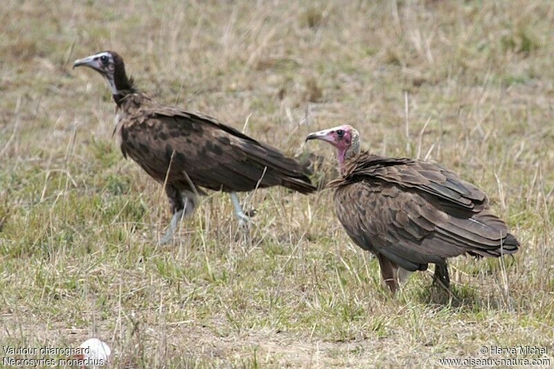 Hooded Vulture