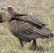 Hooded Vulture