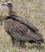 Hooded Vulture