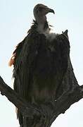 Hooded Vulture