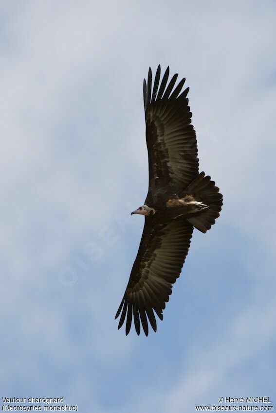 Vautour charognard