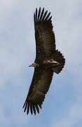 Hooded Vulture